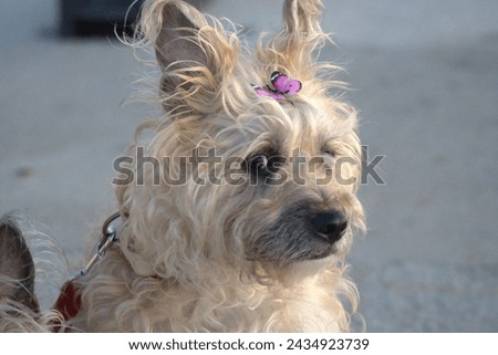 My bestfriend , mixed-bred Staffie Cairn Terrier, Roxy! (ft her pink butterfly clip!) Royalty-Free Stock Photo #2434923739