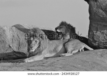 The lion (Panthera leo) is a large carnivorous mammal and a member of the Felidae family