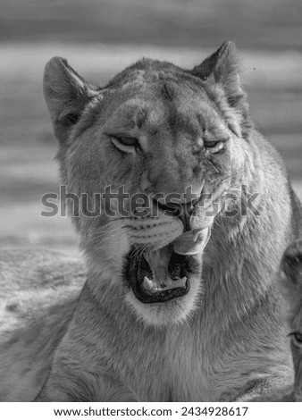 The lion (Panthera leo) is a large carnivorous mammal and a member of the Felidae family
