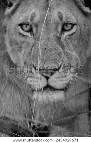 The lion (Panthera leo) is a large carnivorous mammal and a member of the Felidae family