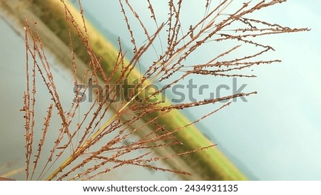 Chinese silver grass outdoor photography. 