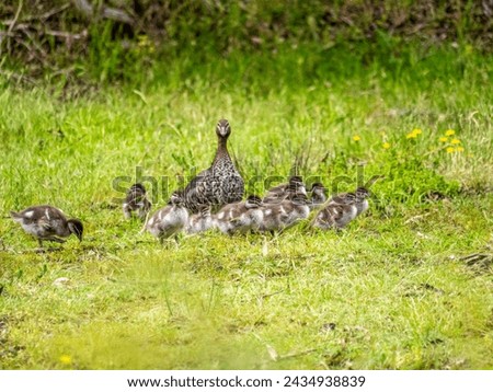 Mallards are large ducks with plain Females and Colored Males Royalty-Free Stock Photo #2434938839