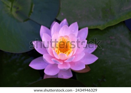 This was taken with a pentax camera, and a lotus flower on the water. Royalty-Free Stock Photo #2434946329