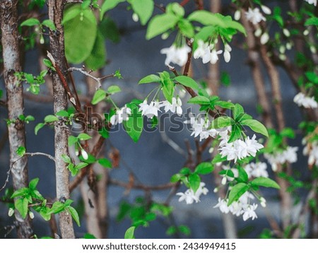 Wrightia religiosa Benth. It is a small white flower, very fragrant. Flower in the garden in the morning.