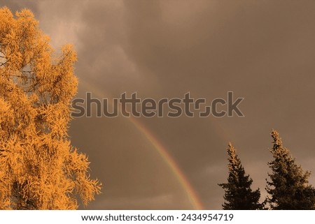 A beautiful colorful rainbow between trees, outdoor, color photo