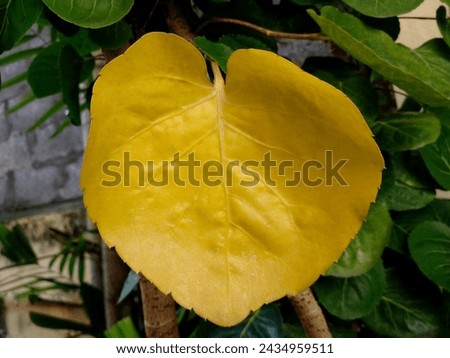 Plum aralia leaves are starting to turn yellow and dry. Beautiful plum aralia leaves shaped like flower petals. Heart-shaped yellow leaves.