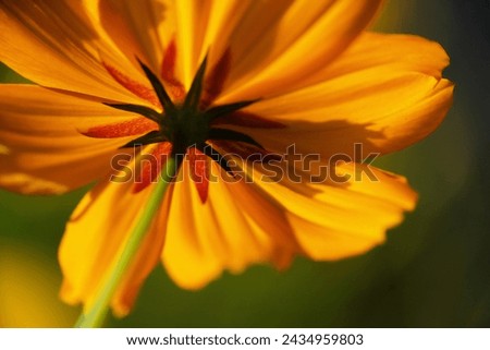 flower yellow tall orange cosmos Mexican aster stem stalk pedicel peduncle Royalty-Free Stock Photo #2434959803