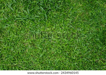 Grass field background capture from top view