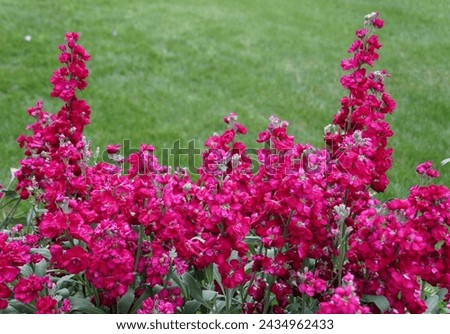 The bright pink color of Stock 'Katz Ruby' flowers, with scientific name Matthiola incana