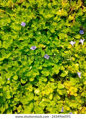Stunning close-up of green small leaves and blue flowers of Bacopa caroliniana(American brahmi) ultra hd hi-res jpg stock image photo picture selective focus vertical background top or aerial view 