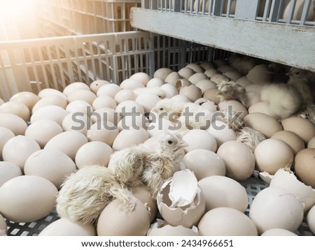 A newborn chick emerges from the egg shell and hatches in the chicken hatchery. Royalty-Free Stock Photo #2434966651