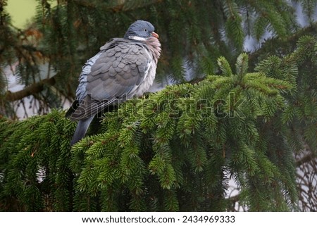 Common wood pigeon (Columba palumbus) sits in a spruce, Schleswig-Holstein, Germany Royalty-Free Stock Photo #2434969333
