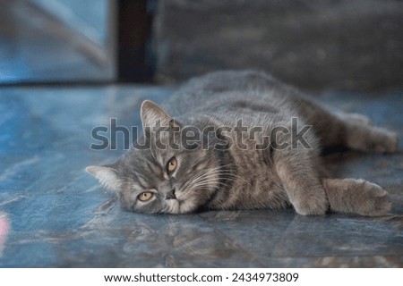 A cute beautiful English cat sitting on the stair,chair Royalty-Free Stock Photo #2434973809