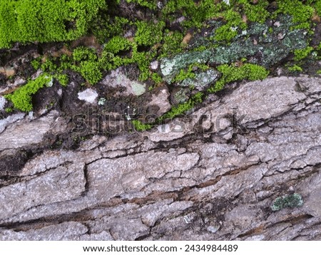 The relief texture of brown mahogany tree bark with green moss on it is photographed close up horizontally