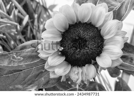 Black and white picture of sunflower plant at an outdoor garden