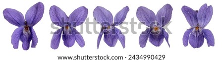 Viola flowers collection, isolated on white  background. 