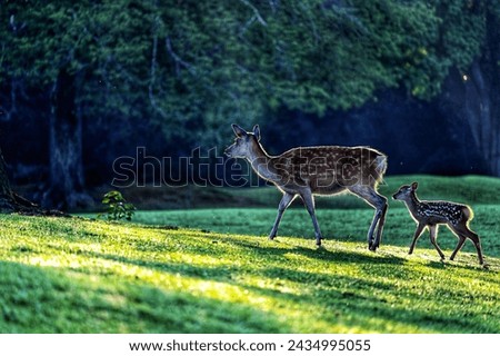 Deer, Parent child,green nature,trees, Morning image

