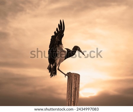 Black stork landing on sunset pole Royalty-Free Stock Photo #2434997083