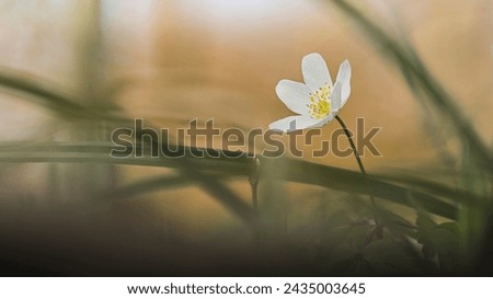 A delicate and elegant image of a single Anemone flower. Blooming wild dance in the spring forest. Beautiful plants in detail on a soft blurred interesting background.