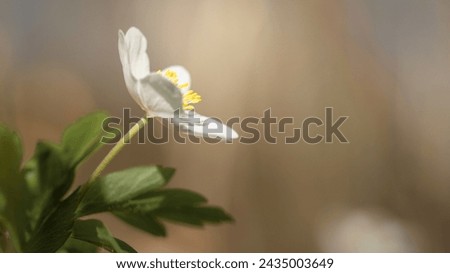 A delicate and elegant image of a single Anemone flower. Blooming wild dance in the spring forest. Beautiful plants in detail on a soft blurred interesting background.