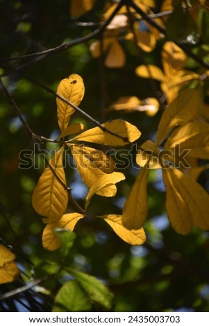 The golden leaves in the sunlight