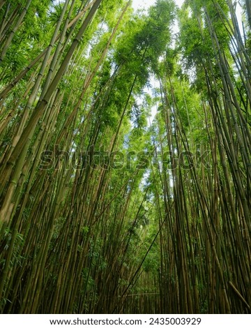 Amazing view of the top of the bamboo trees on the forest path on the Pipiwai Trail on the island of Maui, Hawaii, USA