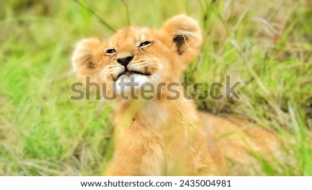 Picture of a happy cub