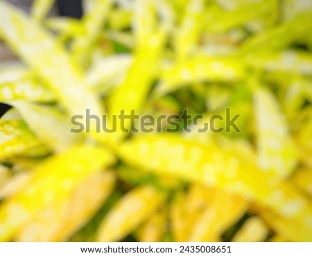 Blurred picture of yellow leaves from outdoor garden for background