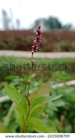 beautiful outdoor plant abstract background texture
