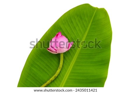 Pink lotus flowers for worshiping Buddha