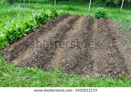 Rows of earthed up potatoes using the no dig method
 Royalty-Free Stock Photo #2435012119