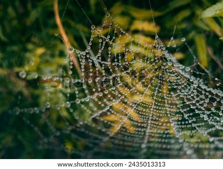 This spider work net design