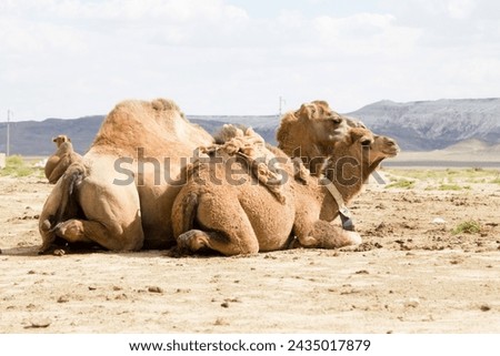 Camel breeding at Senek town, Mangystau, Kazakhstan. Animal background Royalty-Free Stock Photo #2435017879