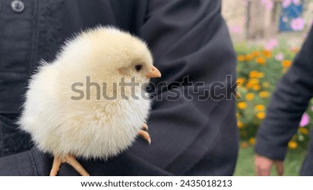 Chicken baby 230 cochin baby chick stock photos, 3D objects, vectors, and illustrations are available royalty-free