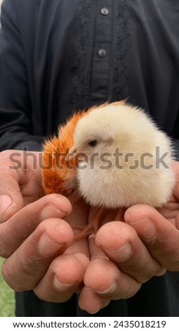 Chicken baby 230 cochin baby chick stock photos, 3D objects, vectors, and illustrations are available royalty-free