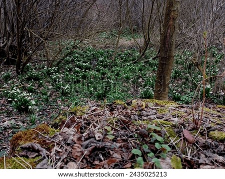 In the foreground, a tree stump is covered with green moss and fallen leaves, and behind it is a glade with beautiful snowdrops in a forest glade. Spring forest flower landscape. Royalty-Free Stock Photo #2435025213