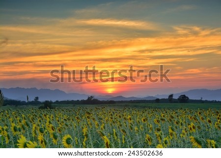 Sunset Over the sunflower field in the summer. HDR effect apply in this image.