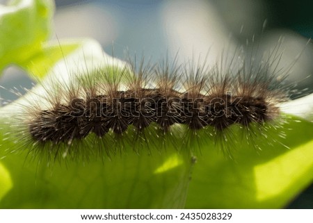 A furry caterpillar is eating leaves.