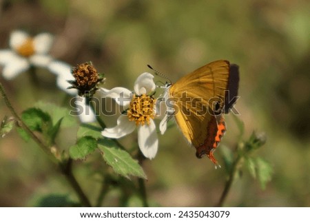 mixed coloured butterfly on a white flower