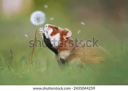 One adult european hamster in front of a tree Royalty-Free Stock Photo #2435044259