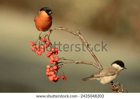 Male and female Eurasian bullfinch eating berries in a Eurosiberian oak and beech forest in early morning light