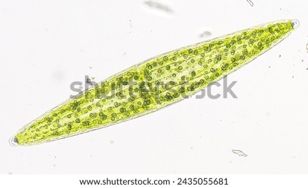 Freshwater phytoplankton under microscope. The species is probably closterium lunula. live cell. 100x microscpe magnification + camera zoom. Stacked photo Royalty-Free Stock Photo #2435055681