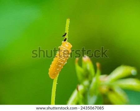 Snail moth caterpillar. family Limacodidae Royalty-Free Stock Photo #2435067085