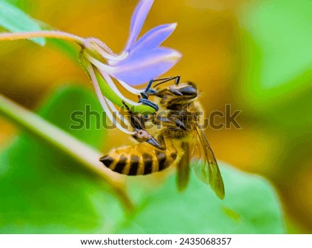 the genus Apis is Latin for bee, and mellifera is Latin for honey bearer or honey bearer, referring to the species' honey production Royalty-Free Stock Photo #2435068357