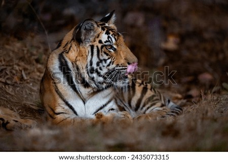 Tiger in Kanha National Park 
Best shoot Picture