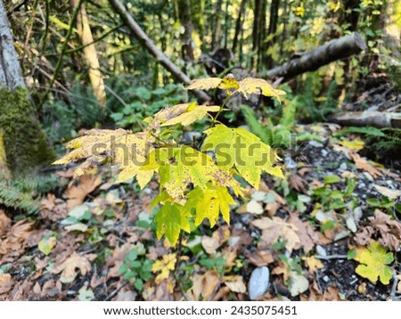 Vancouver's forests, the fall leaves display a mesmerizing palette of fiery reds, golden yellows, and deep oranges, creating a breathtaking mosaic that blankets the undergrowth.  8 and 10 October 2024