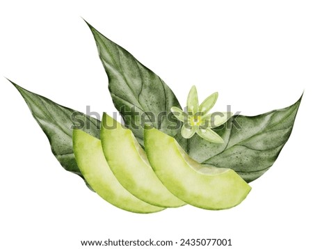 Avocado watercolor. Composition of avocado slices of leaves and flowers. Isolated clip art on white background. Botanical composition for the design of vegetarian books, restaurant menus.