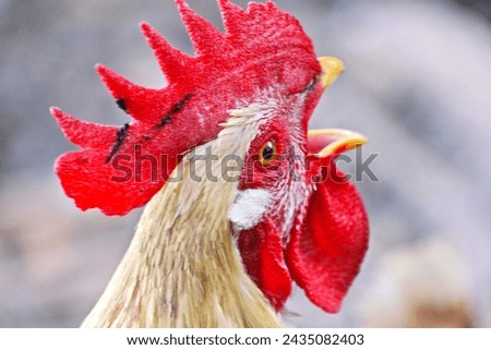 A striking portrait capturing the essence of a rooster