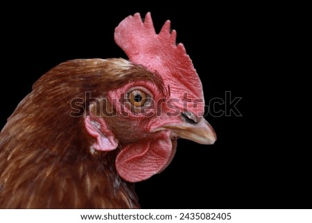 A striking portrait capturing the essence of a rooster