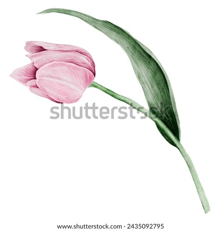Tulip watercolor drawing. Illustration of a pink flower hand drawn on an isolated white background. Botanical clip art of spring plant. For design of cards, banners and invitations.